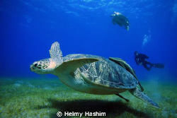 green sea turtels by Helmy Hashim 